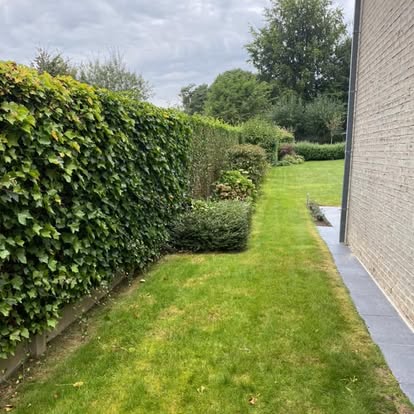 Strak geschoren beukenhaag langs een aangelegd gazon